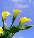 Golden Arum Lily